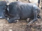 Buffalo cow