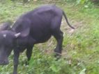 Buffalo Cow for Sale / මී දෙනක් විකිණීමට
