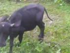 Buffalo Cow for Sale / මී දෙනක් විකිණීමට
