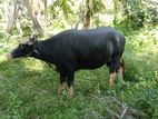 Buffalo
