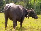 Buffalo මී හරක්