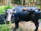 Buffalo මීහරකුන්
