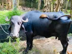 Buffalo මීහරකුන්