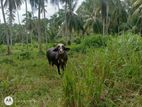 නිලි රාවි මී හරකුන්