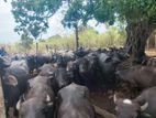 Buffalo