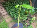 Bulath pala බුලත් පැල