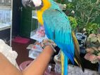 Bule and Gold Macaw