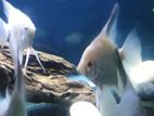 Bulgarian Lilac Point Angels Fish