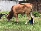 bull (cow )