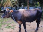 Black Bull