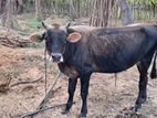 Bull