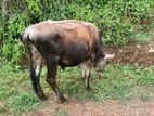 Bull