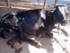 Bull