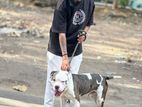 Bull Male Dog For Stud