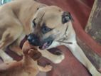 Bull Mastiff