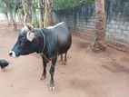 bull(male cow)