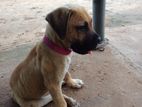 Bullmastiff Puppy