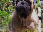Bullmastiff Dog for Crossin