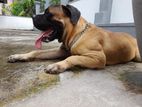 Bullmastiff Dog for Crossing