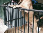 Bullmastiff Dog for Crossing