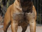 Bullmastiff Dog for Crossing