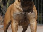 BULLMASTIFF DOG FOR CROSSING