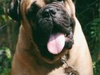 Bullmastiff Dog for Crossing