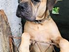 Bullmastiff Dog