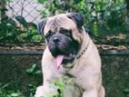 Bullmastiff Dog for Crossing