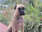 Bullmastiff Dog