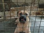 Bullmastiff female dogs