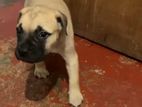 Bullmastiff Female Puppy