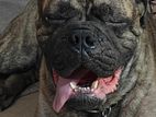 Bullmastiff for Crossing