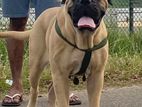 Bullmastiff Puppy