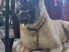 Bullmastiff Dog