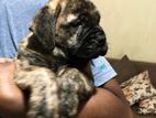 Bullmastiff Puppies