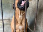 Bullmastiff Dog