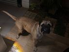 Bullmastiff for Stud Service