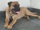 Bullmastiff Male Dog For Crossing