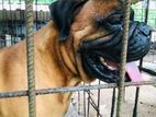 Bullmastiff Male Dog For sale