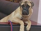 Bullmastiff Male Dog