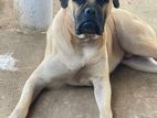 Bullmastiff Male/femal