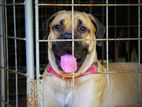 Bullmastiff Male/Female