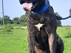 Bullmastiff Male