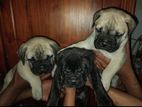 Bullmastiff Puppies