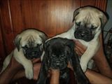 Bullmastiff Puppies