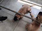 Bullmastiff Puppies