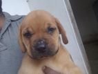 Bullmastiff Puppies