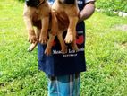 Bullmastiff Puppies