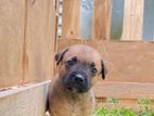 Bullmastiff Puppies